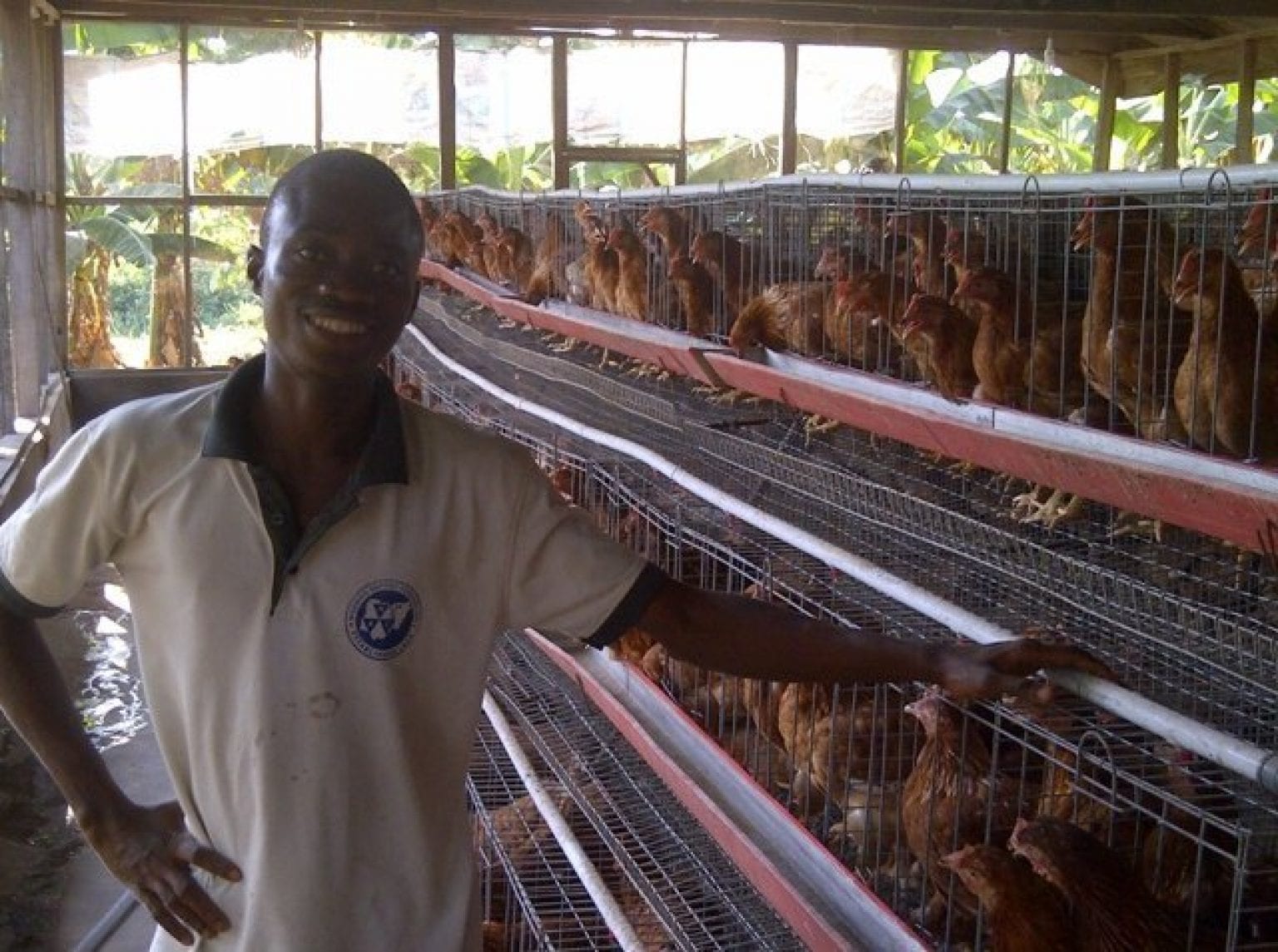 7 Key Benefits Of Using Poultry Battery Cages In Modern Day Chicken