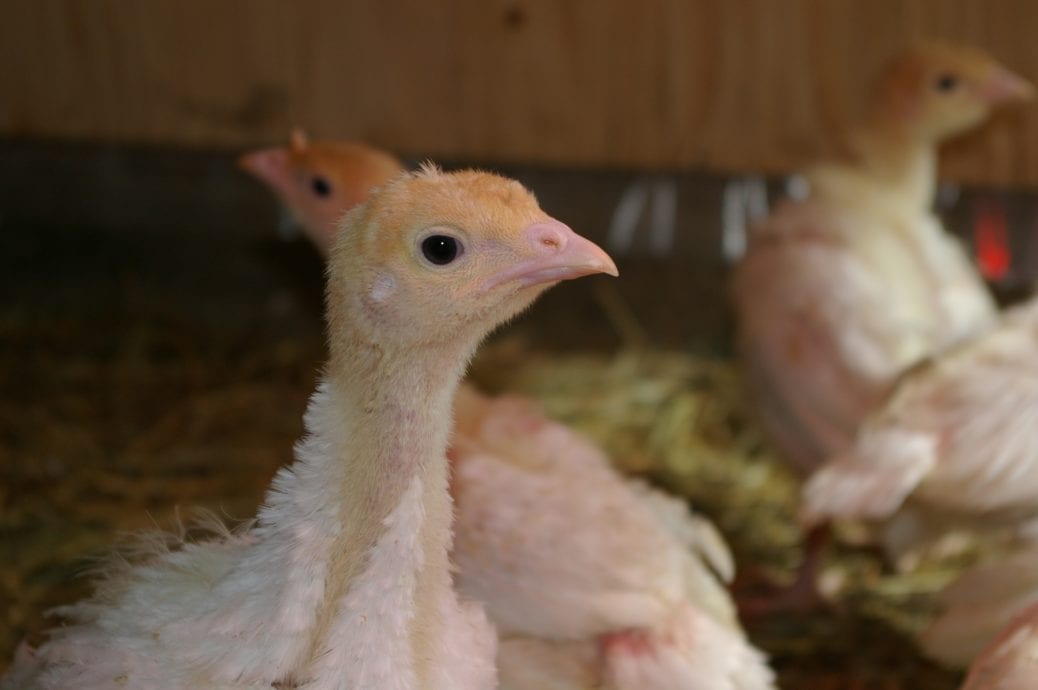 Turkey Starter Feed (Mash For Poults 25kg Bags) Nigeria