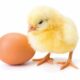 Fidan Day-Old Pullets