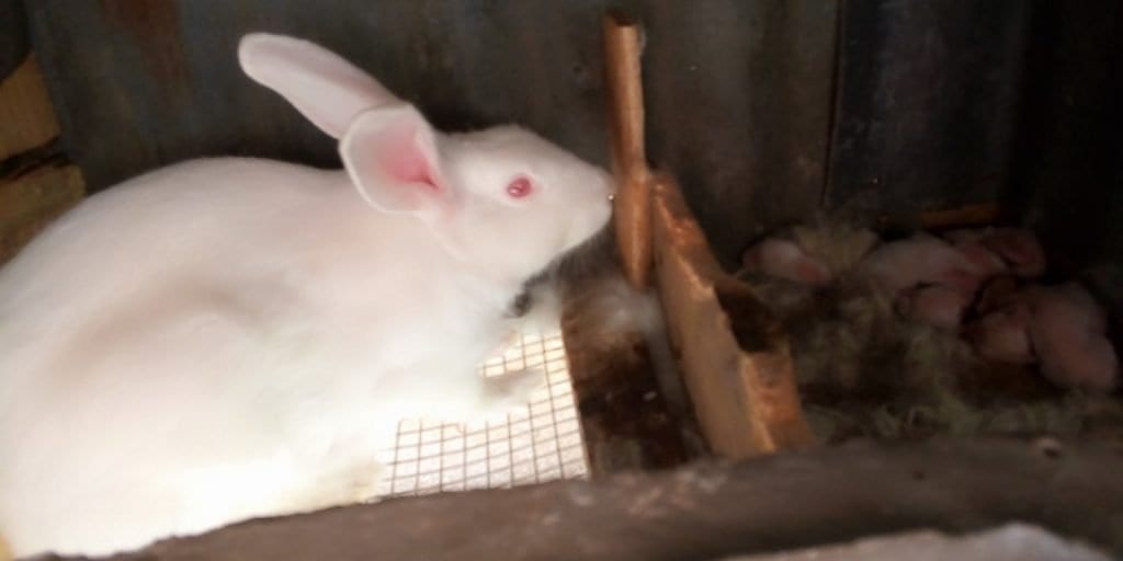 Buy Commercial Rabbits (Pure Breed New Zealand White | 3 Females + 2 ...