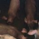 duroc pigs