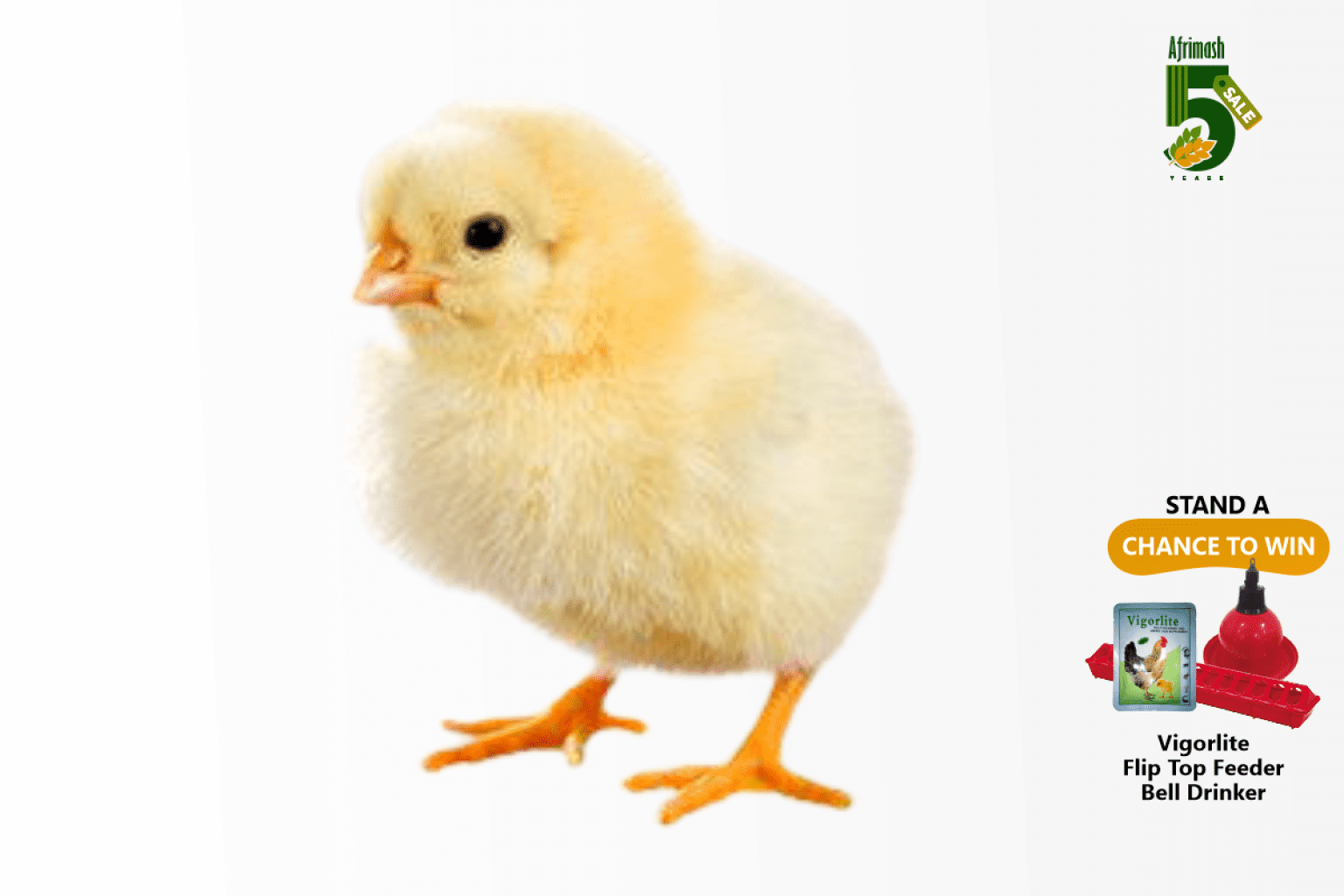 Day Old Broilers Ross 308 Agrited Brand Afrimash Nigeria
