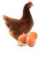 Quality Point-of-Lay Hens (ISA Brown)