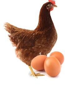 Quality Point-of-Lay Hens (ISA Brown)