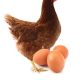 Quality Point-of-Lay Hens (ISA Brown)