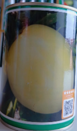 Technisem Djamba Eggplant Seeds – 50g - Image 2