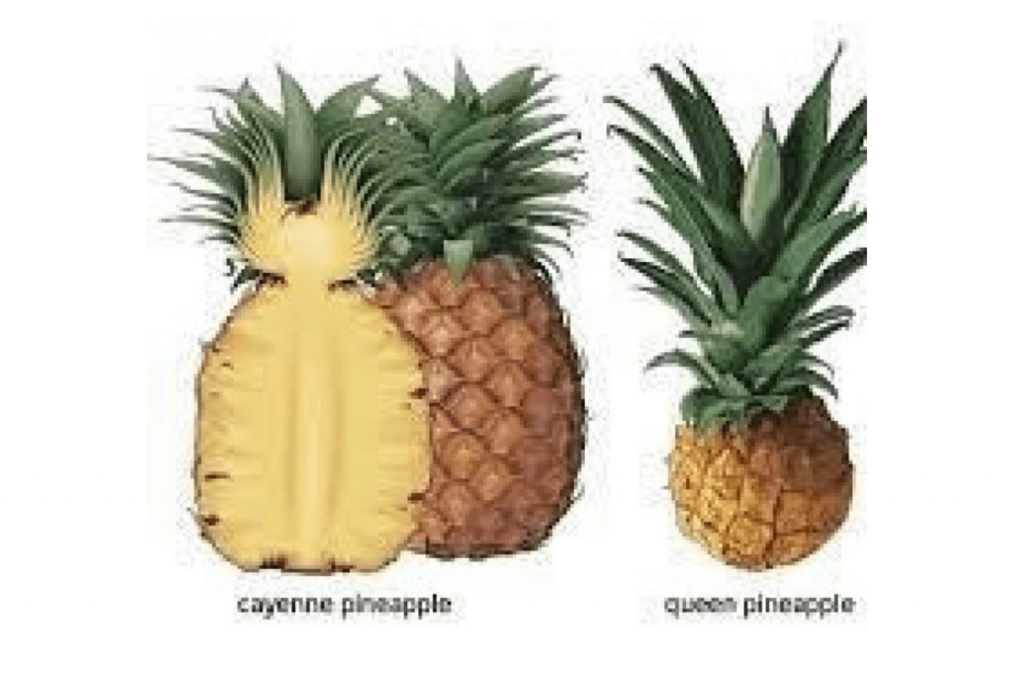Buy Hybrid Pineapple Suckers Smooth Cayenne Sugar Loaf Queen