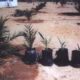 Hybrid Date Palm Seedling
