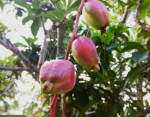 Bell apple seedling |Local Apple | native apple