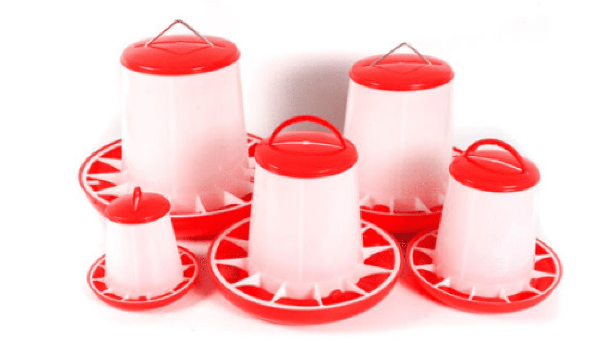 The Ultimate Guide To Feeding Broiler Chicks For Faster Growth