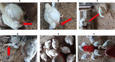 Fowl Cholera in Poultry