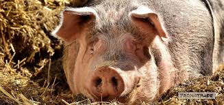 Pig Production: How to Prevent a Devastating 90% Pig Disease Outbreak 2 Pig farming
