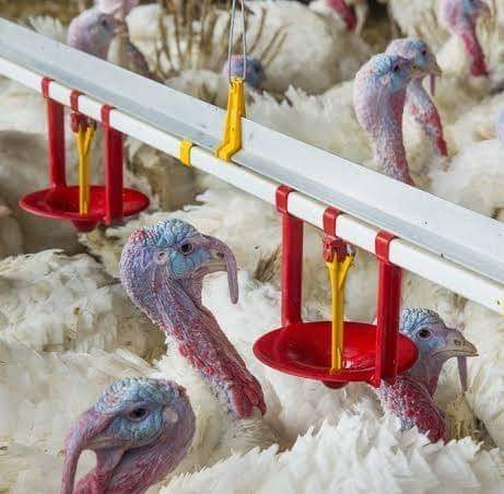 Amajatoja Turkey Farm