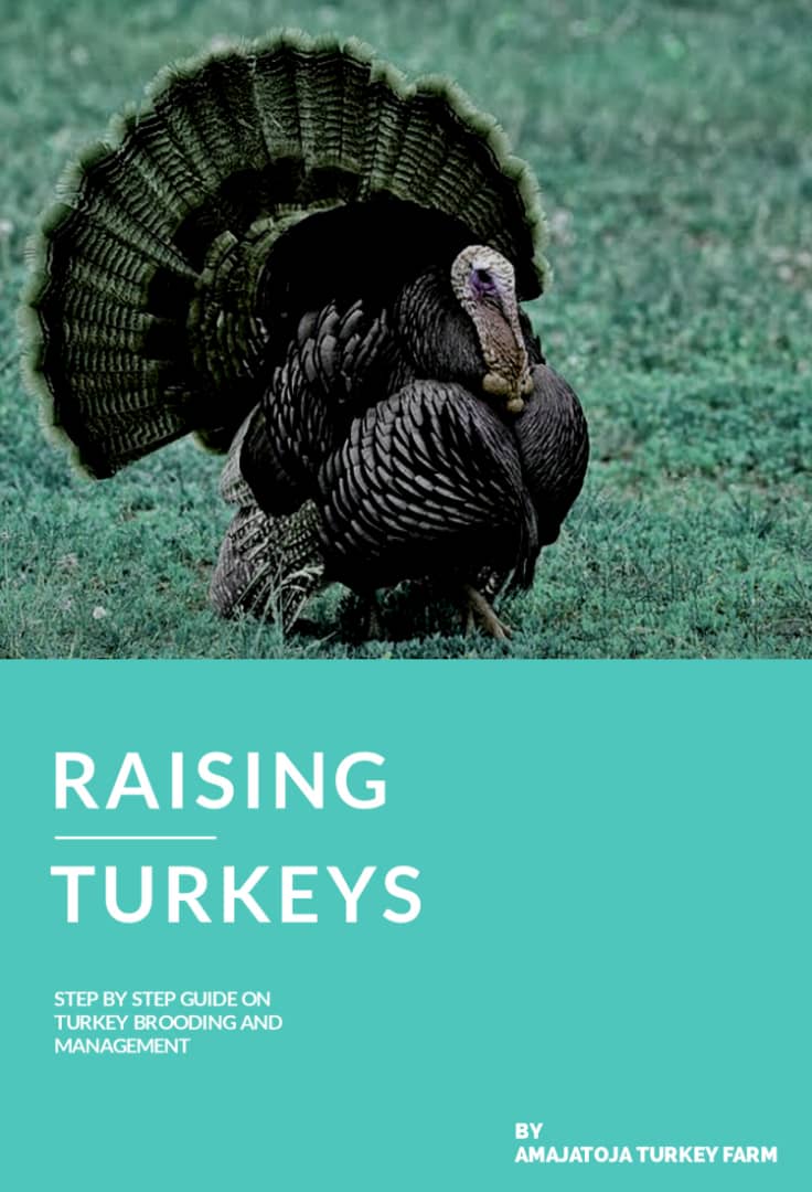 Raising Turkeys pix RAISING TURKEYS is a PDF manual designed by Amajatoja Turkey Farm to assist existing and intending poultry farmers in the brooding and successful management of the turkey bird Modules include; 1. Introduction to turkey farming 2. Breeds of turkeys 3. Turkey feeding and nutrition 4. Turkey health basics 5.Biosecurity in the turkey farm 6. Growing systems for turkeys 7. Behaviours of turkeys 8. Reproduction in turkeys.