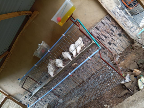 Mini Battery Cage -16 Layers Capacity