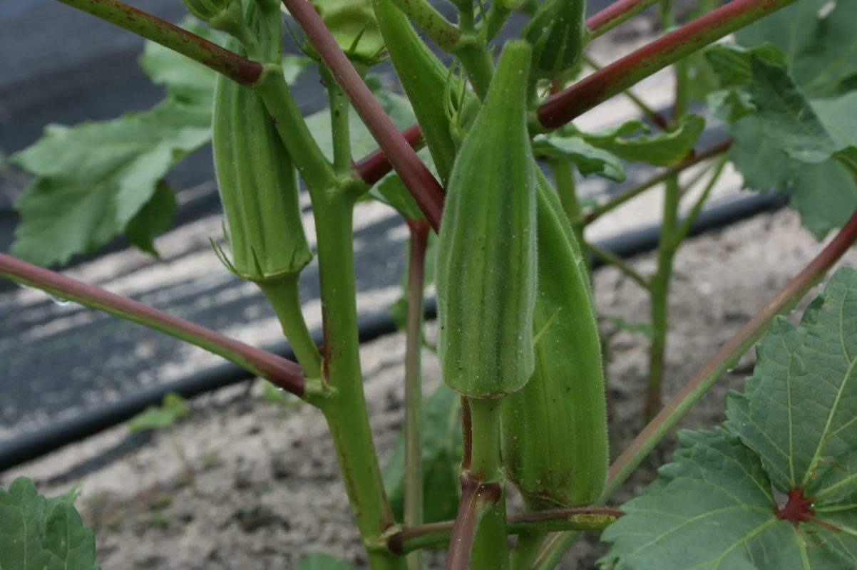 How to cultivate okra