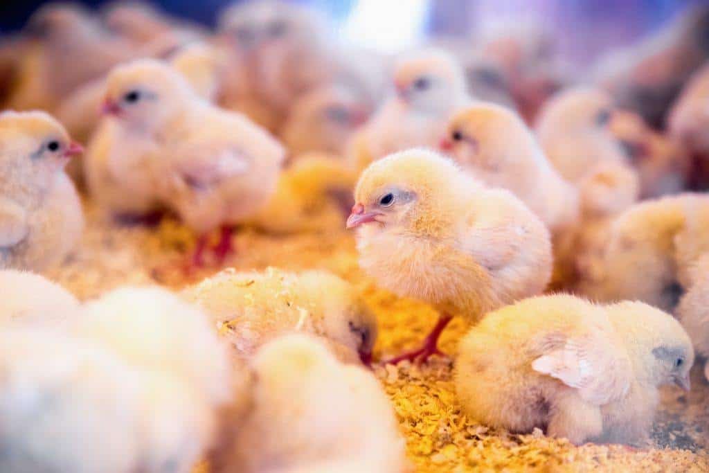Understanding Panting in Chicks for Nigerian Poultry Farmers 4 Panting in chicks
