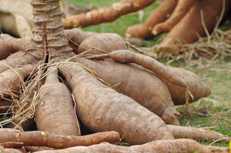 Mastering Cassava Production in Nigeria: A Step-by-Step Guide 2 Cassava Production