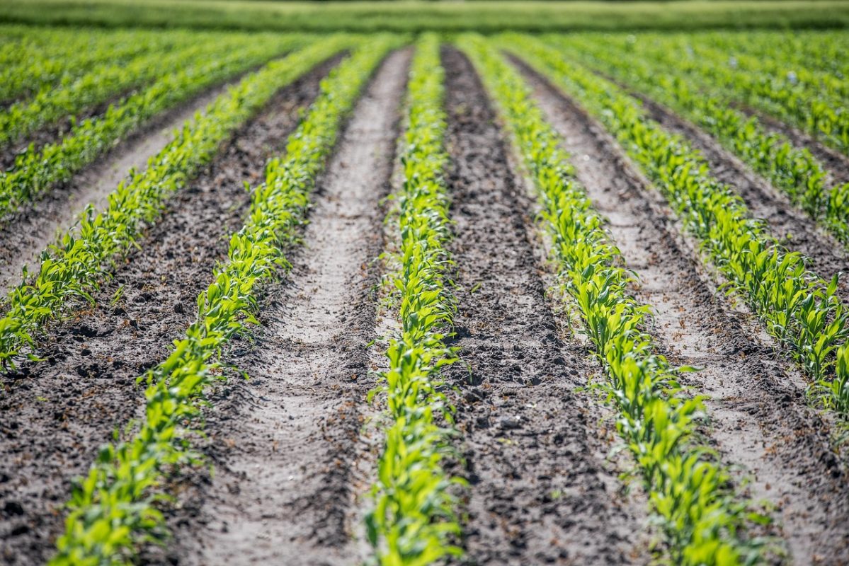 Top Dressing Your Maize