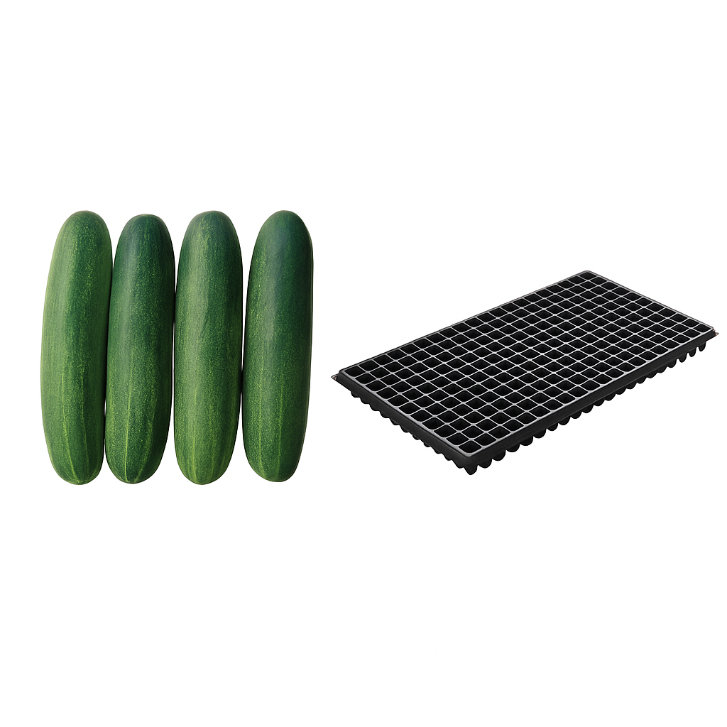 Daewy Cucumber Seeds (500 Seeds) with Free Nursery Tray