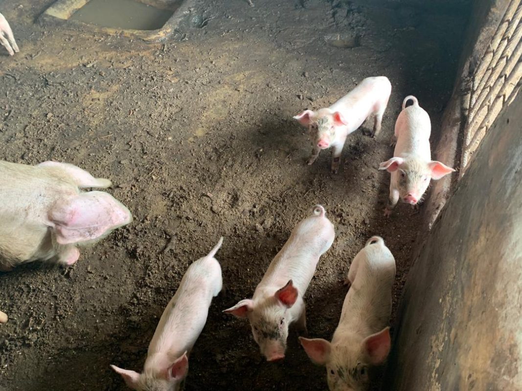 The Landrace Pig: A Premier Breed for Superior Pork Production