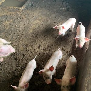 The Landrace Pig: A Premier Breed for Superior Pork Production