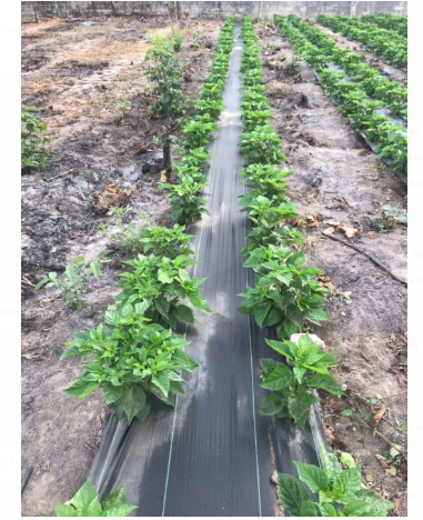 Weeding Mat - 1m x 100m - Image 4