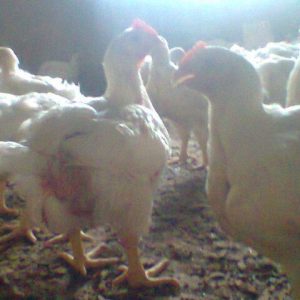 Starter and Finisher Formula