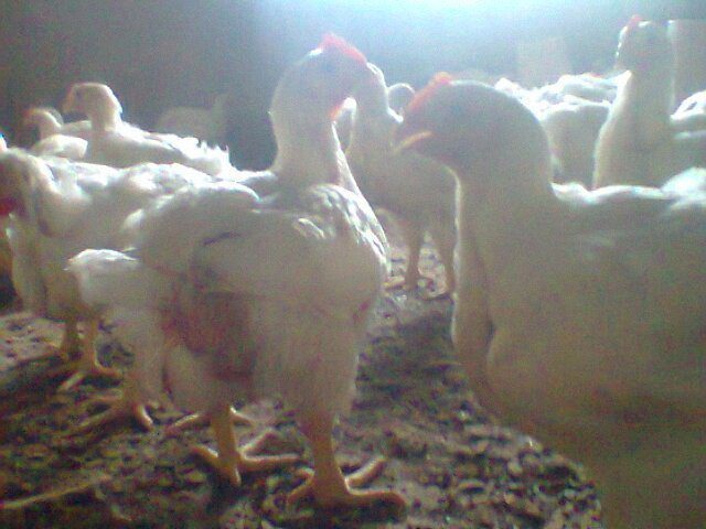 Starter and Finisher Formula