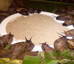 Premium Snail Feed – High-Protein