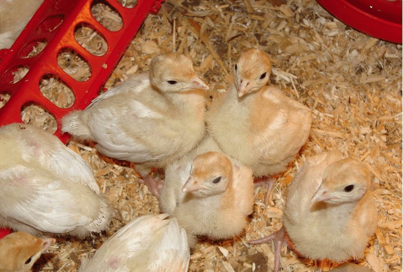 Foreign Turkey Poults promo - 60Pcs plus 15 pieces of cockerel