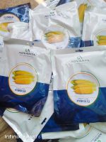 Hybrix 53 Sweet Corn: High quality yield - Image 2