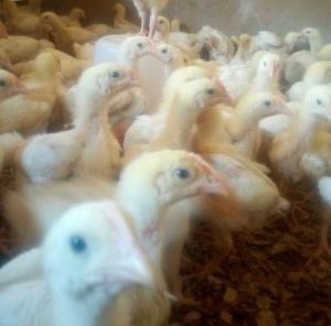 4-Week-Old Cockerels