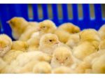 Chick Transportation Crate (100-Chick Capacity) – Ventilated Poultry Transport Crate | EU Origin - Image 3