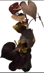 Purple Sweet Potato Vine | Per KG