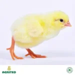 Agrited Broiler Promo – Buy 10 Cartons & Get 1 Broiler Booster + 1 Anti-Stress FREE - Image 2