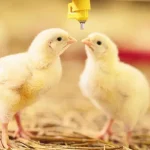 Afrimash broiler Promo