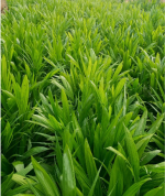 Farmer Loyalty Offer: Buy 500 Supergene Seedlings and get 10 Agrovert free - Image 2