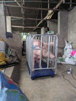Local Compact Livestock Weighing Scale (2–3 Ton Capacity) - Image 2